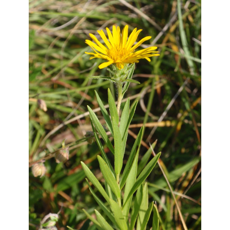 Inula ensifolia Oman wąskolistny