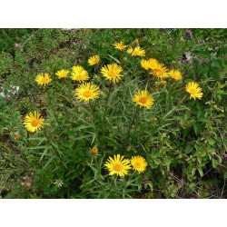 Inula ensifolia Oman wąskolistny