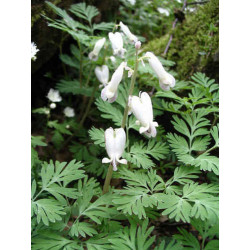 Dicentra canadensis Serduszka kanadyjskie