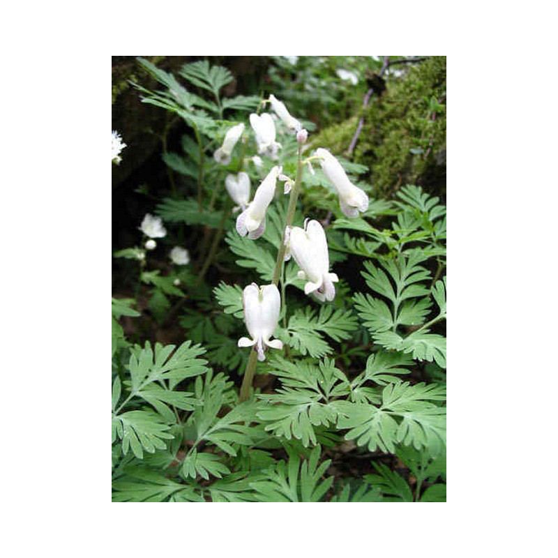 Dicentra canadensis Serduszka kanadyjskie
