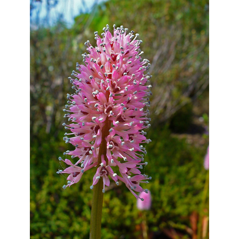 Helonias bullata, Wodzinczyn kulisty