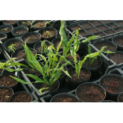 Neolepisorus lancifolius