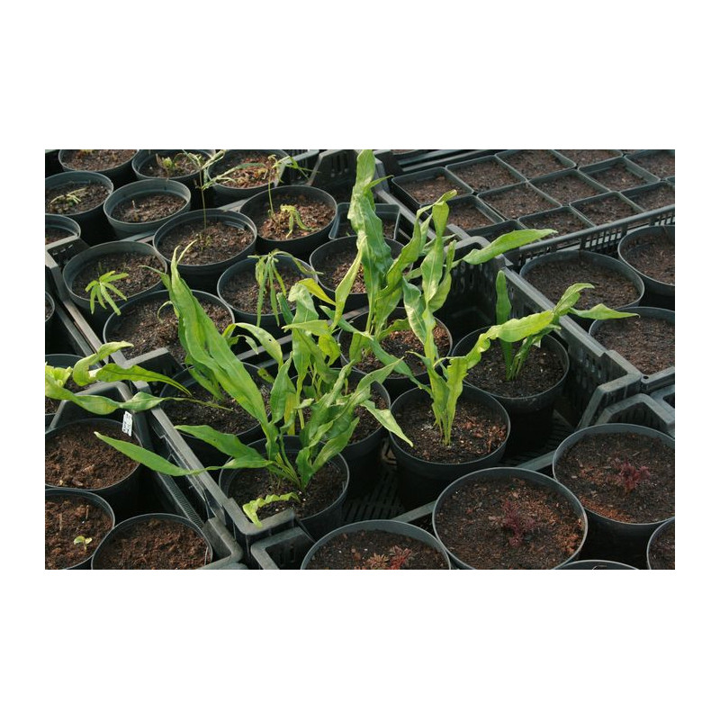 Neolepisorus lancifolius