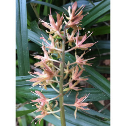 Ypsilandra thibetica