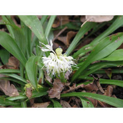 Ypsilandra thibetica