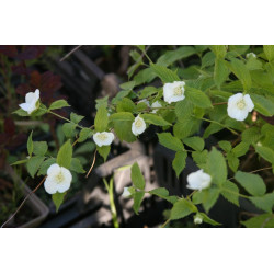 Rhodotypos scandens Różowiec biały