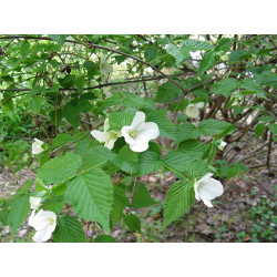 Rhodotypos scandens Różowiec biały