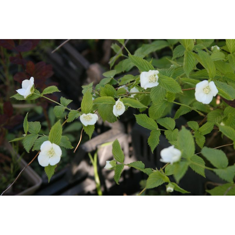 Rhodotypos scandens Różowiec biały