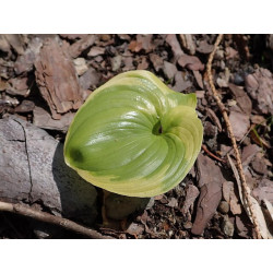 Maianthemum dilatatum - Baby Moon, Konwalijka