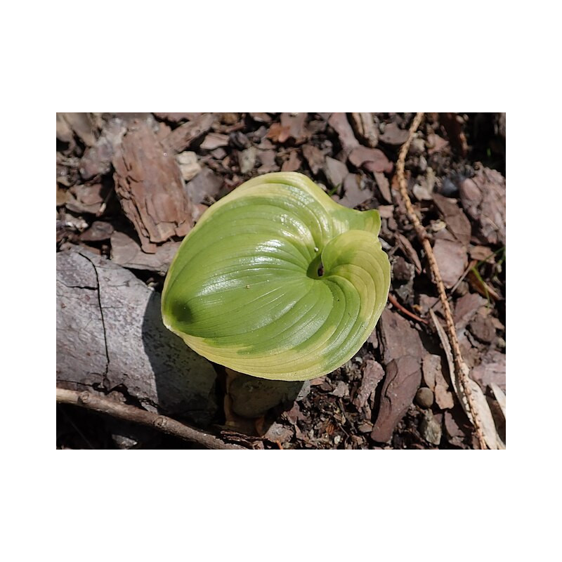 Maianthemum dilatatum - Baby Moon, Konwalijka