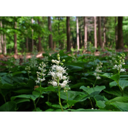 Maianthemum bifolium Konwalijka dwulistna
