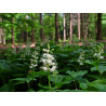 Maianthemum bifolium Konwalijka dwulistna