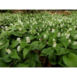 Maianthemum bifolium Konwalijka dwulistna