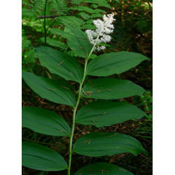 Maianthemum racemosum (smilacina) Majówka groniasta