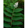 Maianthemum racemosum (smilacina) Majówka groniasta