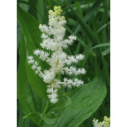 Maianthemum racemosum (smilacina) Majówka groniasta