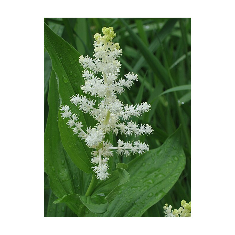 Maianthemum racemosum (smilacina) Majówka groniasta