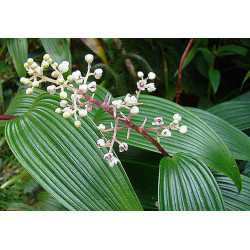 Maianthemum paniculatum (smilacina) Majówka