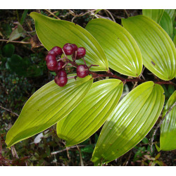 Maianthemum paniculatum (smilacina) Majówka