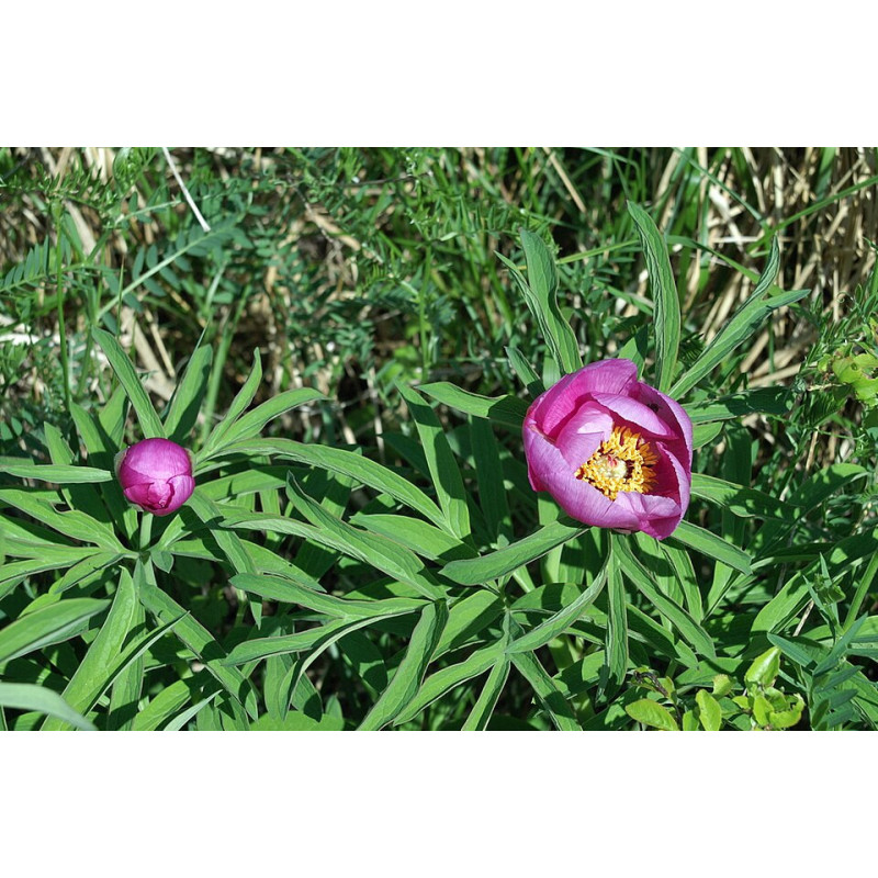Paeonia arietina Piwonia