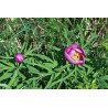 Paeonia arietina Piwonia