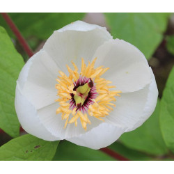 Paeonia japonica Piwonia