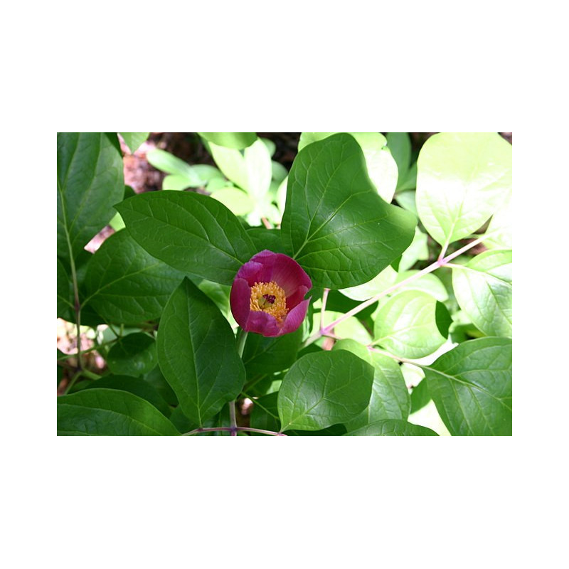 Paeonia obowata Piwonia owalnolistna