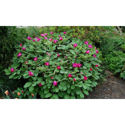 Paeonia mascula subsp. arietina Piwonia