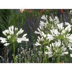 Agapanthus africanus Agapant biały