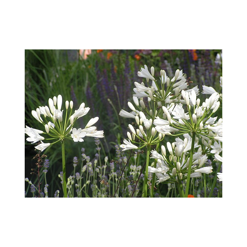 Agapanthus africanus Agapant biały