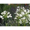 Agapanthus africanus Agapant biały