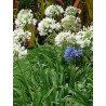 Agapanthus africanus Agapant biały