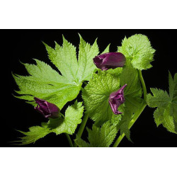 Glaucidium palmatum - Mikado  Glaucidium dłoniaste