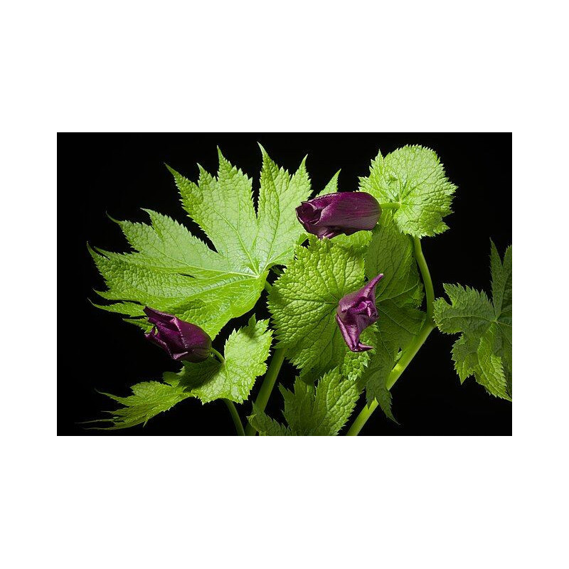 Glaucidium palmatum - Mikado  Glaucidium dłoniaste