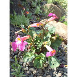 Incarvillea mairei Inkarwilla Maire'a