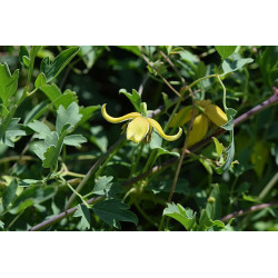 Clematis tibetana var. vernayi Powojnik