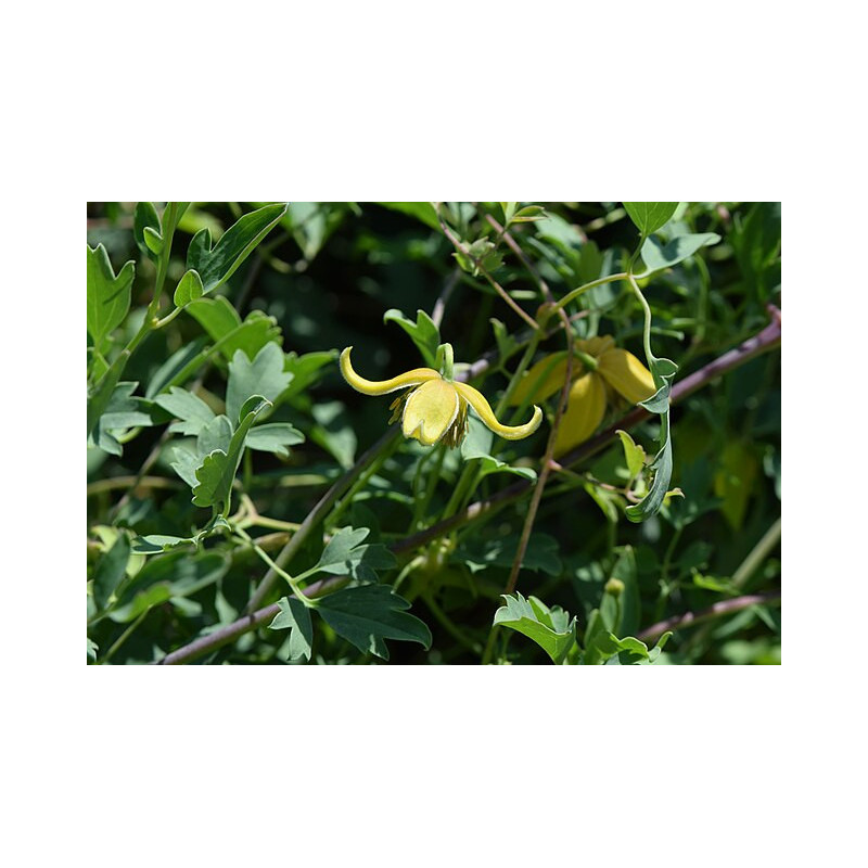 Clematis tibetana var. vernayi Powojnik