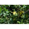Clematis tibetana var. vernayi Powojnik