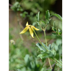 Clematis tibetana var. vernayi Powojnik