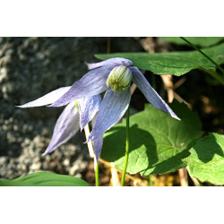 Clematis columbiana var. tenuiloba - Ylva Powojnik