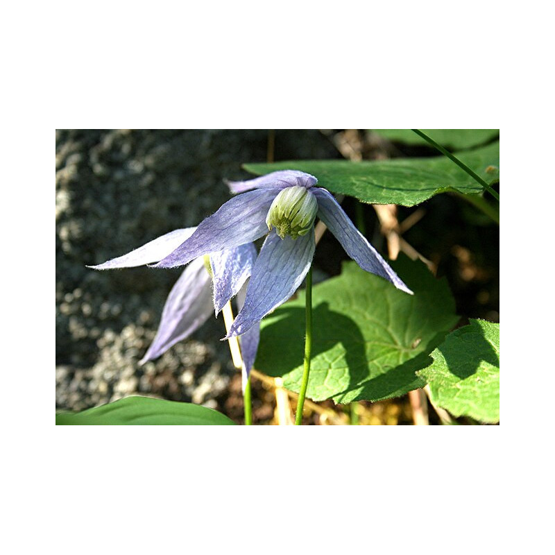 Clematis columbiana var. tenuiloba - Ylva Powojnik