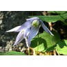 Clematis columbiana var. tenuiloba - Ylva Powojnik