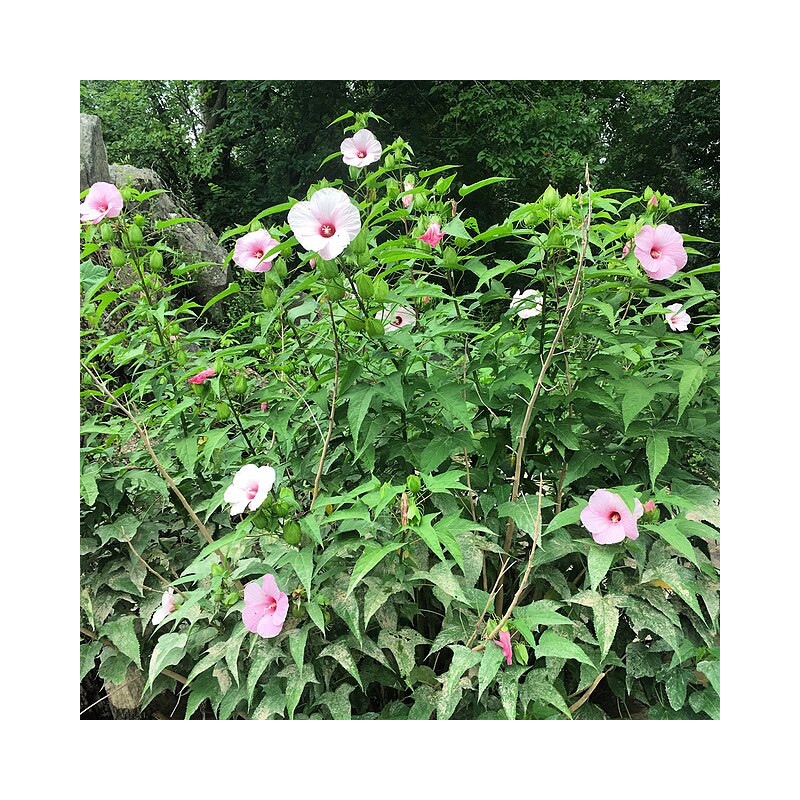 Hibiscus laevis Ketmia gładka