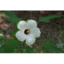Hibiscus laevis Ketmia gładka