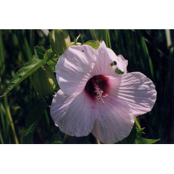Hibiscus laevis Ketmia gładka