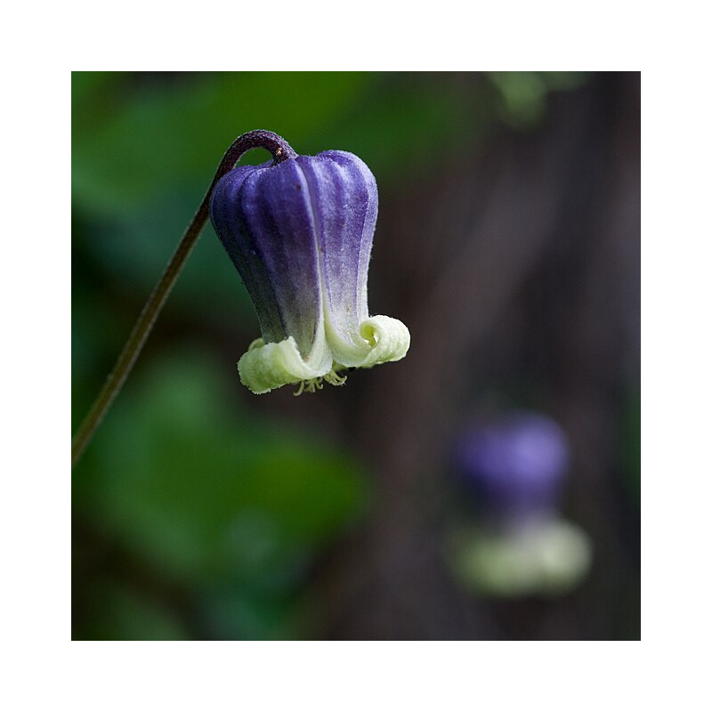 Clematis pitcheri Powojnik