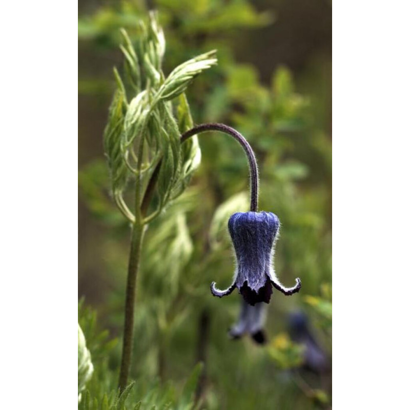 Clematis hirsutissima Powojnik