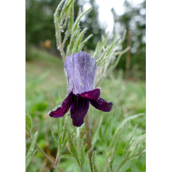 Clematis hirsutissima Powojnik
