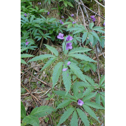 Cardamine quinquefolia Rzeżucha pięciolistkowa