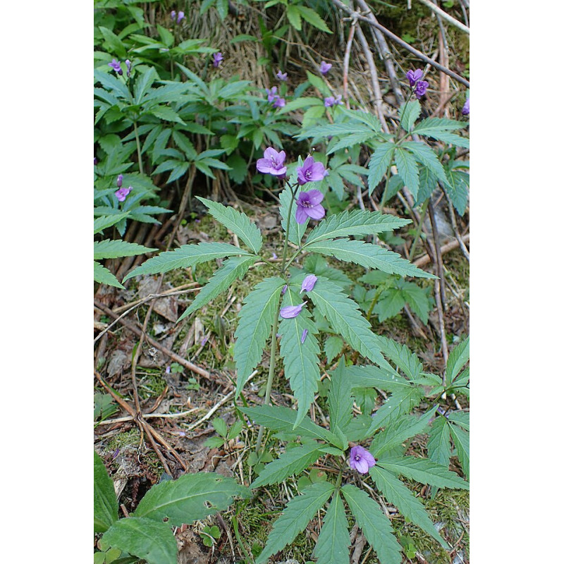 Cardamine quinquefolia Rzeżucha pięciolistkowa